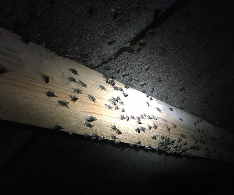 Insect Control South Lakes Cluster Fly