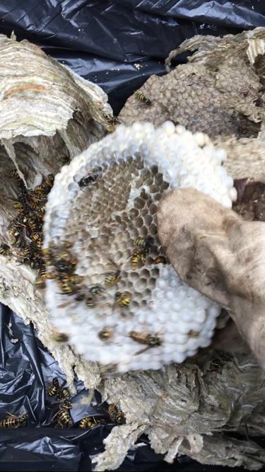 Wasp nest removal Kendal